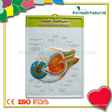 Medizinisches Auge 3D Anatomisches Diagramm